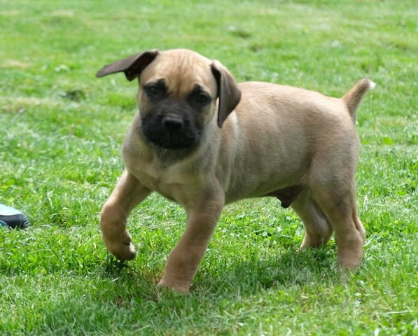 Boerboel (южноафрикански мастиф) кученца Другa, Ваксинирано - Да, Обезпаразитено - Да - град Извън България | Кучета - снимка 5