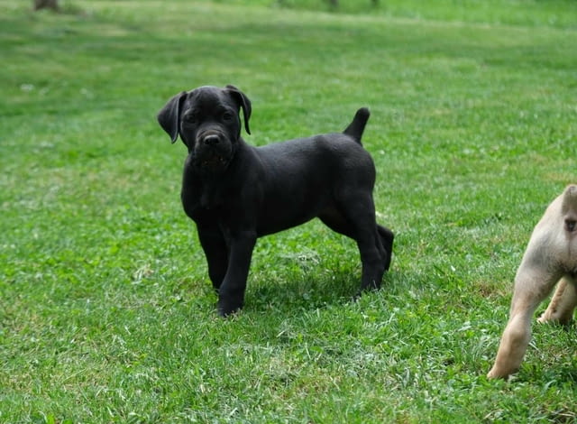 Boerboel (южноафрикански мастиф) кученца Другa, Ваксинирано - Да, Обезпаразитено - Да - град Извън България | Кучета - снимка 6