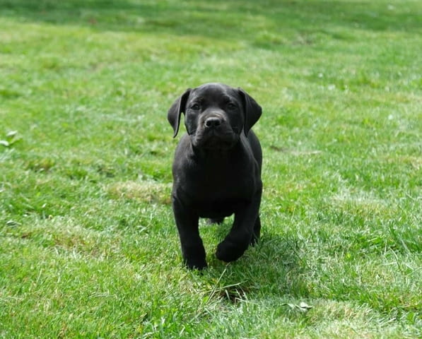 Boerboel (южноафрикански мастиф) кученца Другa, Ваксинирано - Да, Обезпаразитено - Да - град Извън България | Кучета - снимка 7