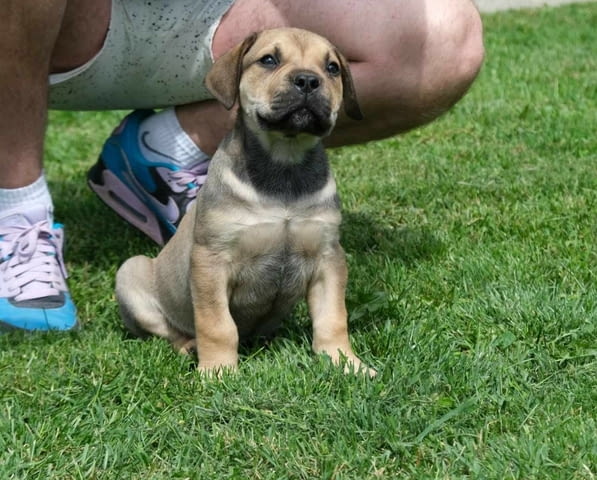 Boerboel (южноафрикански мастиф) кученца Другa, Ваксинирано - Да, Обезпаразитено - Да - град Извън България | Кучета - снимка 11