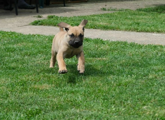 Boerboel (южноафрикански мастиф) кученца Другa, Ваксинирано - Да, Обезпаразитено - Да - град Извън България | Кучета - снимка 12