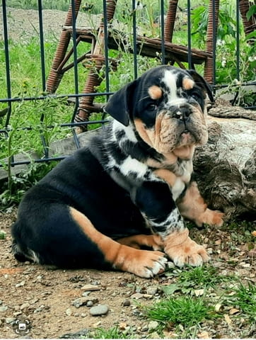 Английски булдог кученца Bulldog, Vaccinated - Yes, Dewormed - Yes - city of Izvun Bulgaria | Dogs - снимка 2