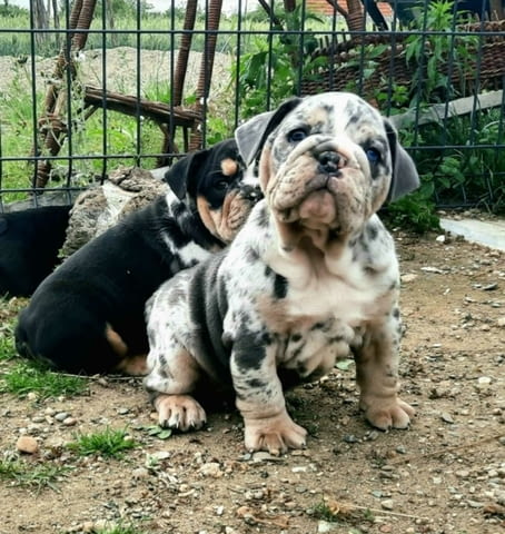 Английски булдог кученца Bulldog, Vaccinated - Yes, Dewormed - Yes - city of Izvun Bulgaria | Dogs - снимка 4