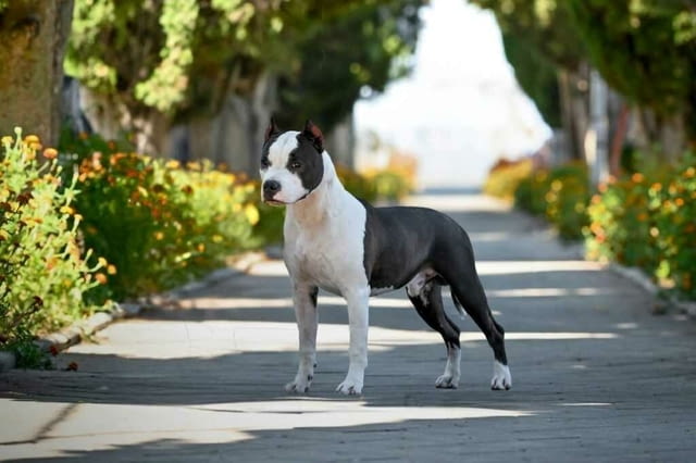 Американски стафордширски териер кученца American Staffordshire Terrier, Vaccinated - Yes, Dewormed - Yes - city of Izvun Bulgaria | Dogs - снимка 4