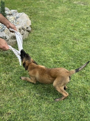 Белгийска овчарка - малиноа Другa, 3 Months - city of Izvun Bulgaria | Dogs - снимка 3