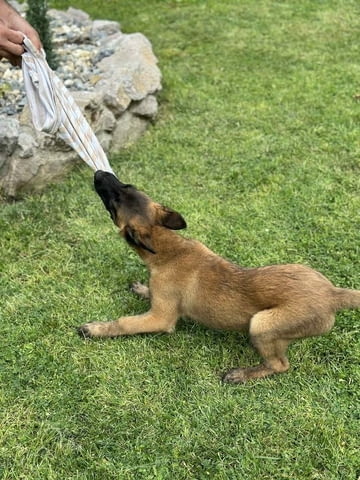 Белгийска овчарка - малиноа Другa, 3 Months - city of Izvun Bulgaria | Dogs - снимка 4