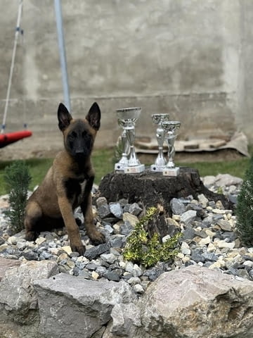 Белгийска овчарка - малиноа Другa, 3 Months - city of Izvun Bulgaria | Dogs - снимка 5