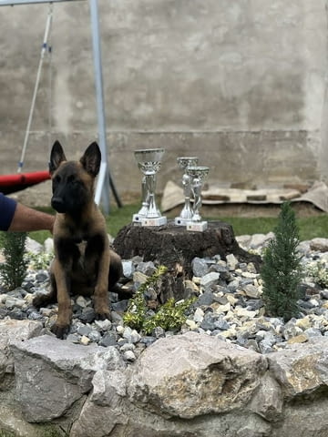 Белгийска овчарка - малиноа Другa, 3 Months - city of Izvun Bulgaria | Dogs - снимка 6