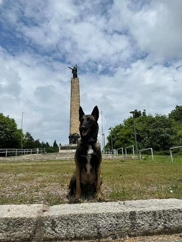 Белгийска овчарка - малиноа Другa, 3 Months - city of Izvun Bulgaria | Dogs - снимка 8