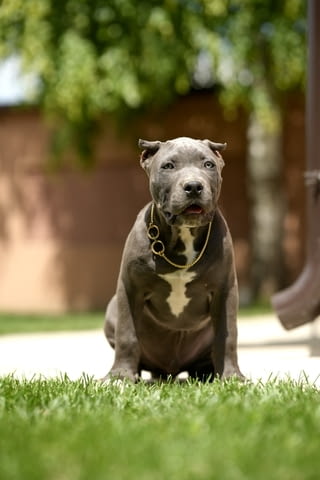 XL American Bully кученца Другa, Vaccinated - Yes, Dewormed - Yes - city of Izvun Bulgaria | Dogs - снимка 5