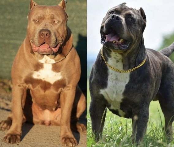 XL American Bully кученца Другa, Vaccinated - Yes, Dewormed - Yes - city of Izvun Bulgaria | Dogs - снимка 6