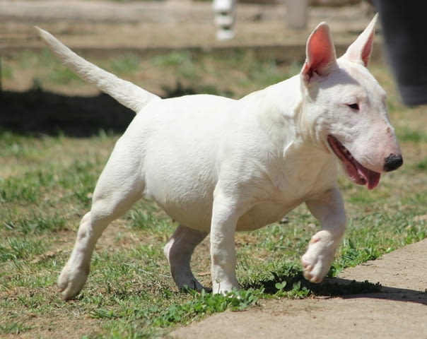 Миниатюрен бултериер - кученца Bulterier, Vaccinated - Yes, Dewormed - Yes - city of Izvun Bulgaria | Dogs - снимка 1