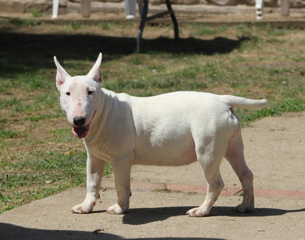 Миниатюрен бултериер - кученца Bulterier, Vaccinated - Yes, Dewormed - Yes - city of Izvun Bulgaria | Dogs - снимка 2