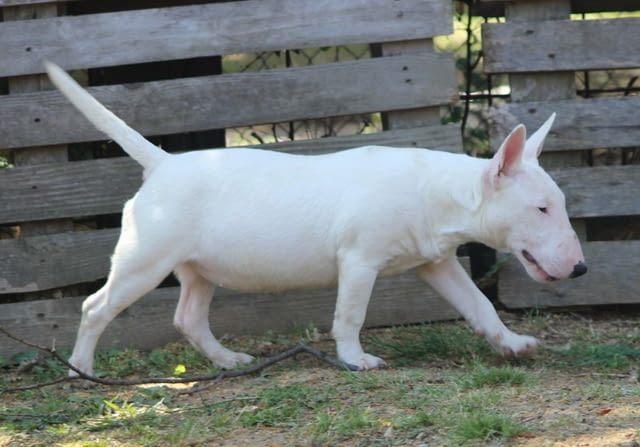 Миниатюрен бултериер - кученца Bulterier, Vaccinated - Yes, Dewormed - Yes - city of Izvun Bulgaria | Dogs - снимка 5