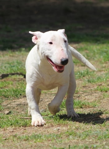 Миниатюрен бултериер - кученца Bulterier, Vaccinated - Yes, Dewormed - Yes - city of Izvun Bulgaria | Dogs - снимка 6