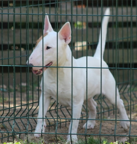 Миниатюрен бултериер - кученца Bulterier, Vaccinated - Yes, Dewormed - Yes - city of Izvun Bulgaria | Dogs - снимка 11