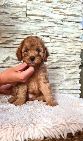 Пудели Штенци Mini Poodle, 2 Months - city of Izvun Bulgaria | Dogs - снимка 1