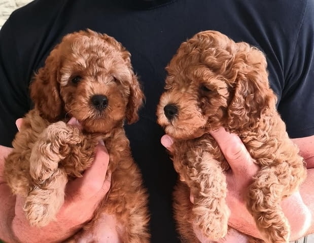 Пудели Штенци Mini Poodle, 2 Months - city of Izvun Bulgaria | Dogs - снимка 3