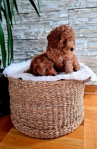 Пудели Штенци Mini Poodle, 2 Months - city of Izvun Bulgaria | Dogs - снимка 4