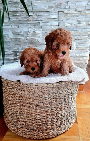 Пудели Штенци Mini Poodle, 2 Months - city of Izvun Bulgaria | Dogs - снимка 5