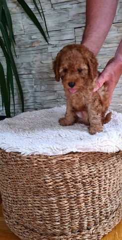 Пудели Штенци Mini Poodle, 2 Months - city of Izvun Bulgaria | Dogs - снимка 6