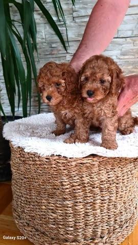 Пудели Штенци Mini Poodle, 2 Months - city of Izvun Bulgaria | Dogs - снимка 8