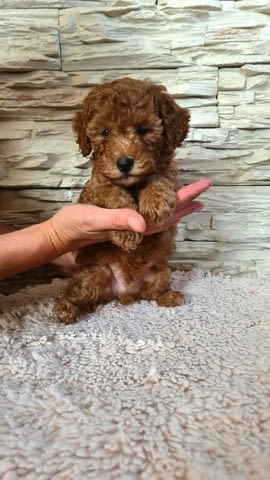 Пудели Штенци Mini Poodle, 2 Months - city of Izvun Bulgaria | Dogs - снимка 9