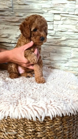 Пудели Штенци Mini Poodle, 2 Months - city of Izvun Bulgaria | Dogs - снимка 10