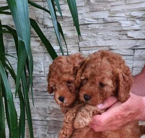 Пудели Штенци Mini Poodle, 2 Months - city of Izvun Bulgaria | Dogs - снимка 11