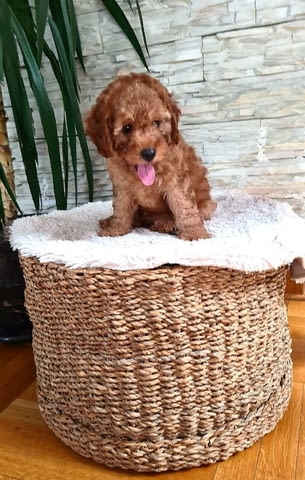 Пудели Штенци Mini Poodle, 2 Months - city of Izvun Bulgaria | Dogs - снимка 12