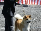 Японско кученце акита