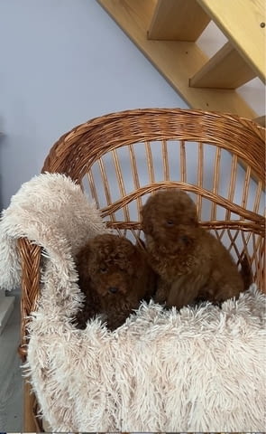 Кученца Toy Poodle с отлични характеристики Пудел мини, 2 месеца, Ваксинирано - Да - град Извън България | Кучета - снимка 2