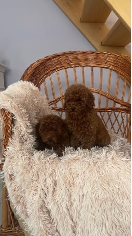 Кученца Toy Poodle с отлични характеристики Пудел мини, 2 месеца, Ваксинирано - Да - град Извън България | Кучета - снимка 3