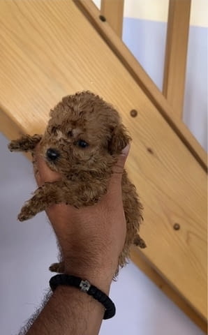 Кученца Toy Poodle с отлични характеристики Пудел мини, 2 месеца, Ваксинирано - Да - град Извън България | Кучета - снимка 4