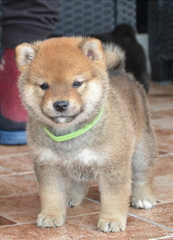 Шиба ину кученца за продажба Shiba Inu, Vaccinated - Yes, Dewormed - Yes - city of Izvun Bulgaria | Dogs - снимка 1