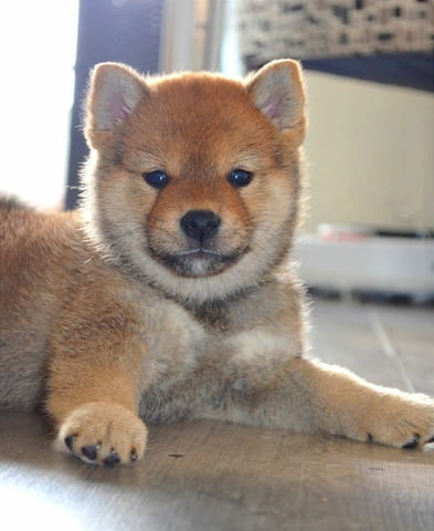 Шиба ину кученца за продажба Shiba Inu, Vaccinated - Yes, Dewormed - Yes - city of Izvun Bulgaria | Dogs - снимка 4