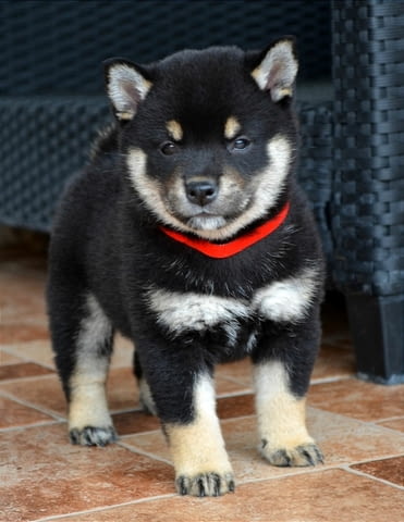 Шиба ину кученца за продажба Shiba Inu, Vaccinated - Yes, Dewormed - Yes - city of Izvun Bulgaria | Dogs - снимка 6