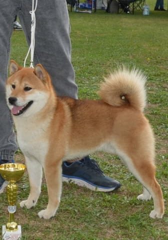 Шиба ину кученца за продажба Shiba Inu, Vaccinated - Yes, Dewormed - Yes - city of Izvun Bulgaria | Dogs - снимка 8