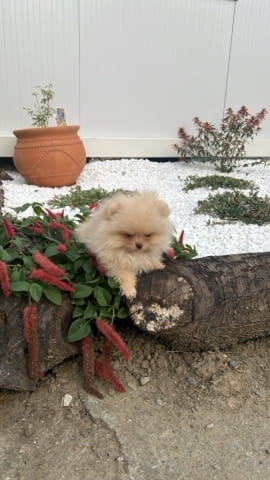 Померан, кученца Pomeranian, 2 Months, Vaccinated - Yes - city of Izvun Bulgaria | Dogs - снимка 1