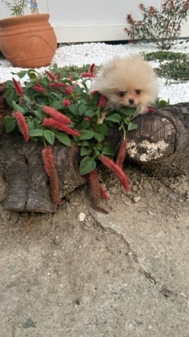 Померан, кученца Pomeranian, 2 Months, Vaccinated - Yes - city of Izvun Bulgaria | Dogs - снимка 2