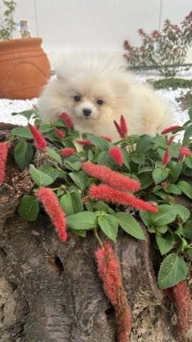 Померан, кученца Pomeranian, 2 Months, Vaccinated - Yes - city of Izvun Bulgaria | Dogs - снимка 3