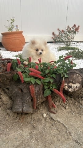 Померан, кученца Pomeranian, 2 Months, Vaccinated - Yes - city of Izvun Bulgaria | Dogs - снимка 4