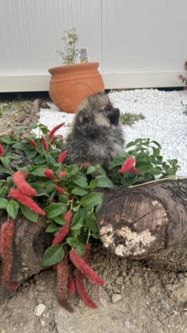 Померан, кученца Pomeranian, 2 Months, Vaccinated - Yes - city of Izvun Bulgaria | Dogs - снимка 6