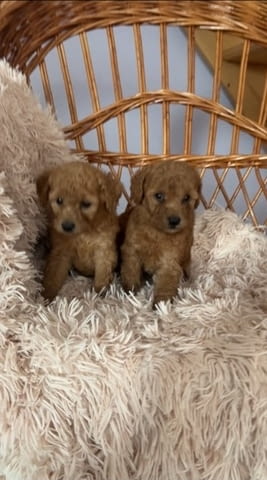 Кученца Toy Poodle, тъмно кайсия Mini Poodle, 2 Months, Vaccinated - Yes - city of Izvun Bulgaria | Dogs - снимка 1