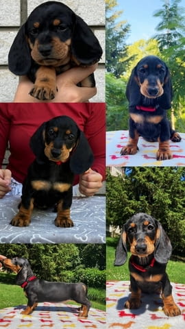 Dachshunds Standard Dachshund, 3 Months - city of Izvun Bulgaria | Dogs - снимка 2