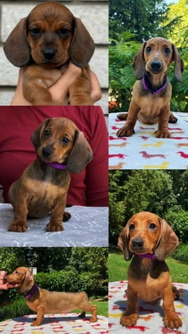 Dachshunds Standard Dachshund, 3 Months - city of Izvun Bulgaria | Dogs - снимка 4