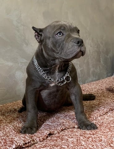 American Bully Exotic Micro кученца
