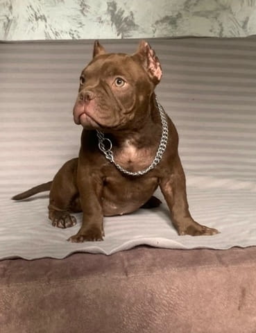 American Bully Exotic Micro кученца Другa, Vaccinated - Yes, Dewormed - Yes - city of Izvun Bulgaria | Dogs - снимка 3