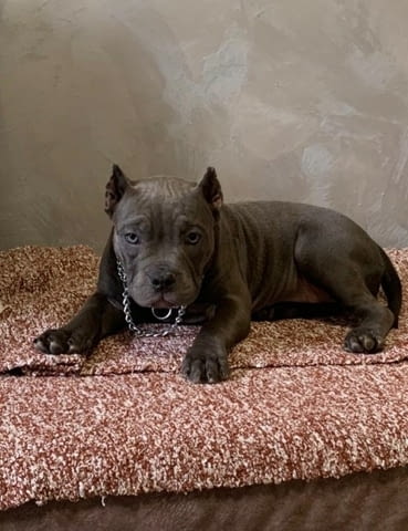 American Bully Exotic Micro кученца Другa, Vaccinated - Yes, Dewormed - Yes - city of Izvun Bulgaria | Dogs - снимка 4