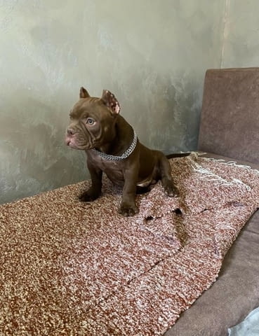 American Bully Exotic Micro кученца Другa, Vaccinated - Yes, Dewormed - Yes - city of Izvun Bulgaria | Dogs - снимка 8